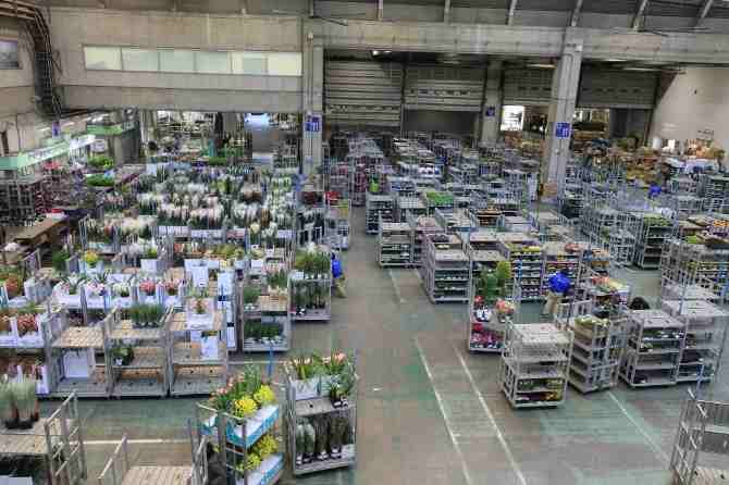 夜勤で働きたい方にオススメのお仕事！お花の卸売市場！大切な商品なので丁寧に扱って下さい